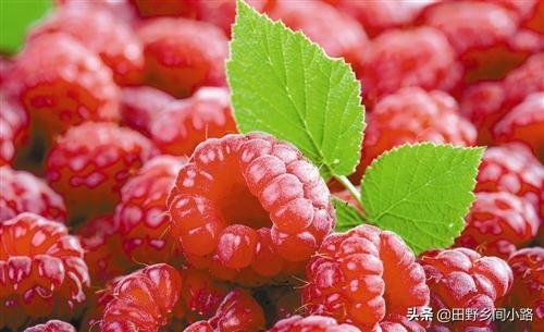 山莓的种植方法以及注意事项