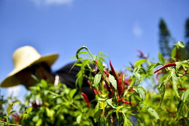 种植辣椒提前用上这个小技巧，保证苗齐根壮产量高