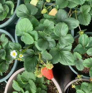 立体阳台种植(阳台、露台种10盆草莓，方法简单，一棵结好多果，大人小孩都爱吃)