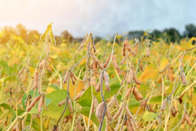 以黄淮区为例，夏大豆配套优质高产栽培技术，种植户值得借鉴