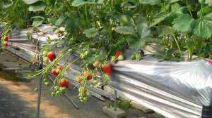 种植刘海(摘草莓不用弯腰，不用踩泥？长在空中，师傅说它缺啥我补啥，亩产6000斤)