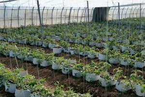 种植营养袋(使用种植袋种植小番茄，产量高口感好，种植成本低)