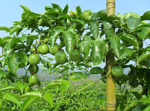 西番莲高产栽培技术，预防措施，加强栽培管理，有效提高果实率