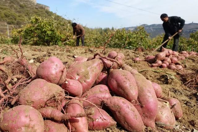 红薯种植有哪些方法，如何提高红薯产量？