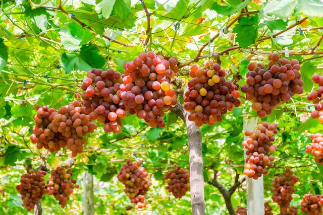 红提葡萄种植方案，从定植到采收，建议收藏
