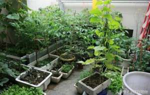 露台蔬菜种植(十平米的露台，种了二十种菜每天收获满满，到底是怎么做到的？)
