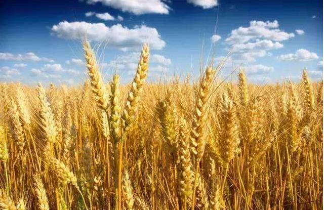 种植一亩小麦需要投入多少钱，这笔账你算过吗？
