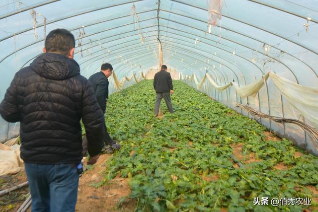 农民种植大棚萝卜，4亩创造出60000元效益，农业专家功不可没