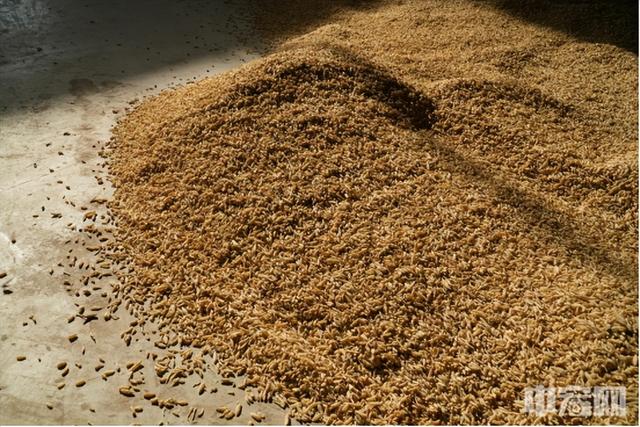 推进川产道地药材全产业链管理 绵阳三台引领麦冬产业高质量发展