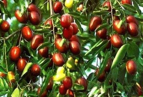 红枣的栽培技术和管理方法