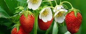 草莓种植土地(草莓苗怎么种)