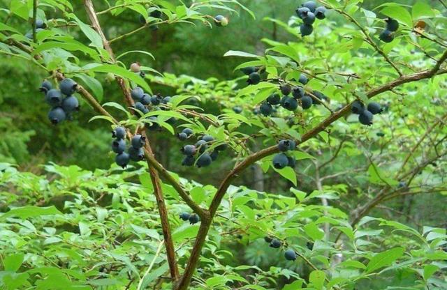 北方院子里，也能地栽蓝莓，做好这些细节，果实挂满枝头