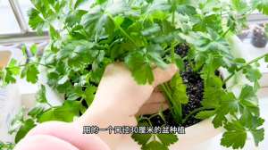 芹菜的种植方法视频(封闭阳台种植了几个月的芹菜可以采收了#自己种菜)