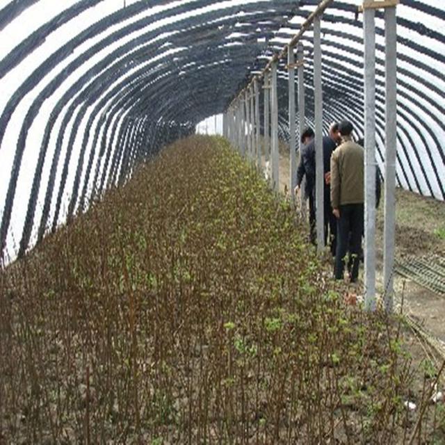 大棚香椿种植高产技术，从育苗到采收，建议收藏