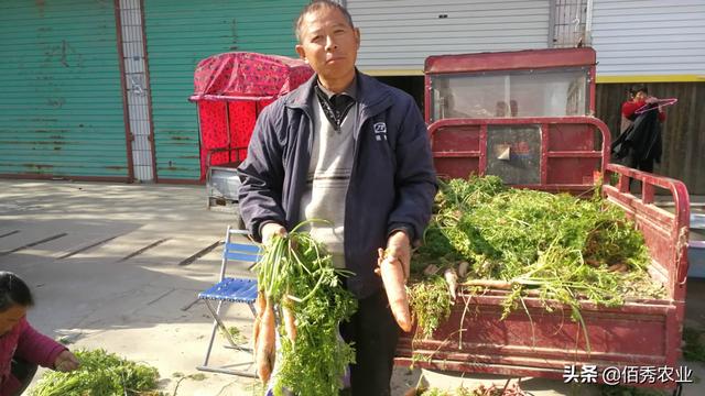 农民集市上卖冬天热销蔬菜，生长期基本不喷农药，亩产高达5吨
