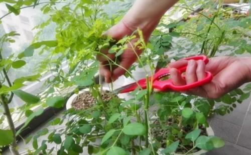 辣木籽种子种植方法