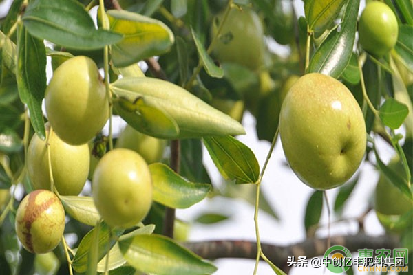 枣树的高产种植方法，建议农户收藏
