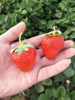 适合南方种植的草莓(更适合南方露天栽植草莓品种，甜查理草莓苗早熟产量高)