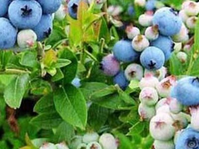 蓝莓怎么增加土的酸性