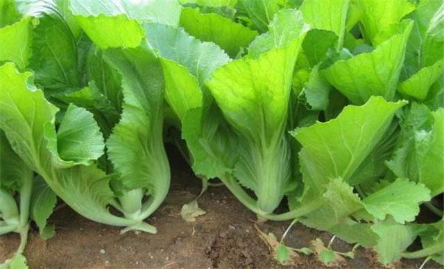 芥菜怎么高产种植？芥菜繁殖播种、田间管理、病虫防治