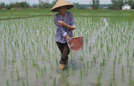 提高水稻的品质和质量 这几条技术干货你还没收藏？