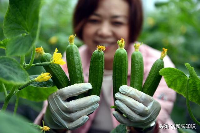 详细分享大棚早黄瓜的种植技术，关键技术要掌握，高产的关键
