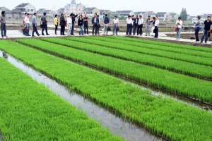 水稻栽培种植(好种育壮秧，壮秧一半谷这种高产水稻育秧方法，你见过吗？)
