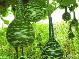 种植葫芦有关的技术措施