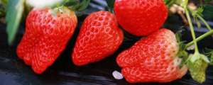大棚草莓怎么种植(大棚草莓的种植方法和技术)