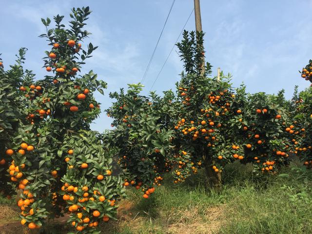 7月将至，金秋砂糖橘怎么管理？专家：这样施肥、用药，喜迎丰收