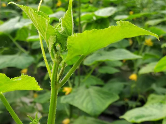 黄瓜高产小技巧，换个种植方法，根系好产量高