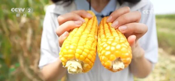 安徽阜阳408万亩玉米迎丰收 高密度科学种植助农户增产增收