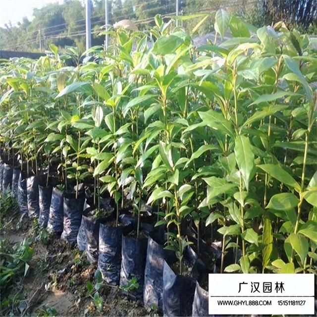 金丝楠木种植