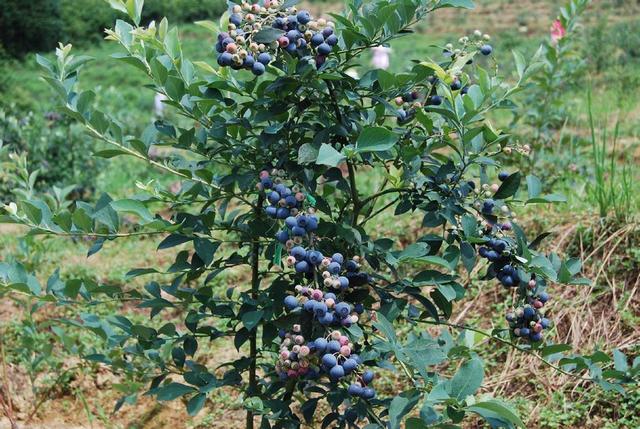 蓝莓好吃有营养，种植有技巧，一文为你详细道来