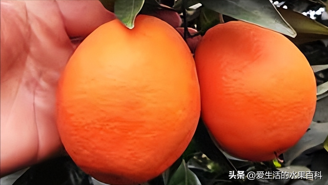 四川最适合种植的柑橘品种