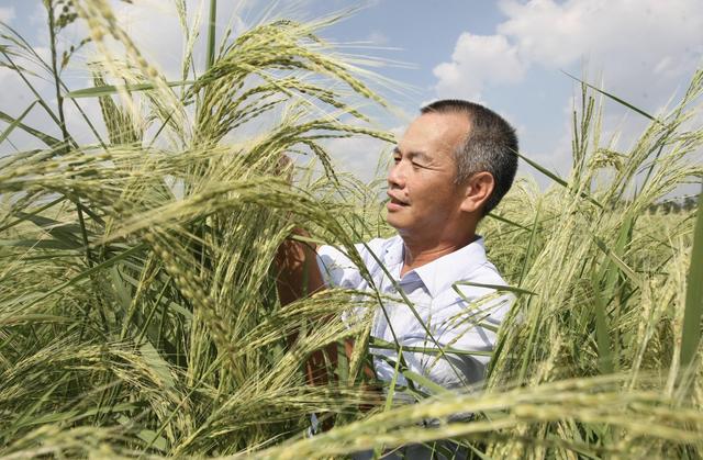 耐盐碱的“海水稻”在我国种植大有可为，可解决一亿人的口粮问题