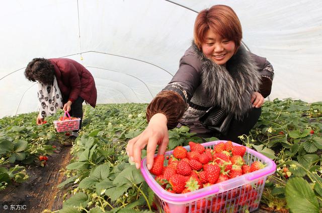 冬天北方的土地一样可以种植，老农户教你如何种冬草莓，稳赚不赔