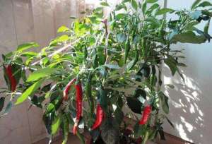 阳台牛角椒的种植方法(阳台种辣椒，有4个小技巧，枝叶更茂盛，结的辣椒多一倍)