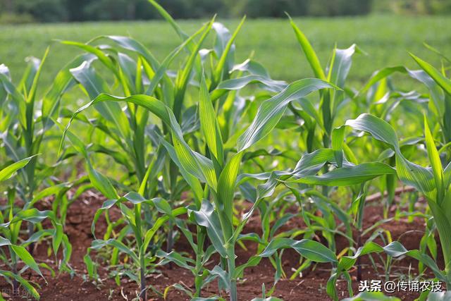 四川双季玉米栽培技术，农民该怎么做，看后就明白