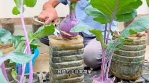 紫苤蓝的种植(用饮料瓶在家种植苤蓝，方法简单实用，阳台小院均可种植)