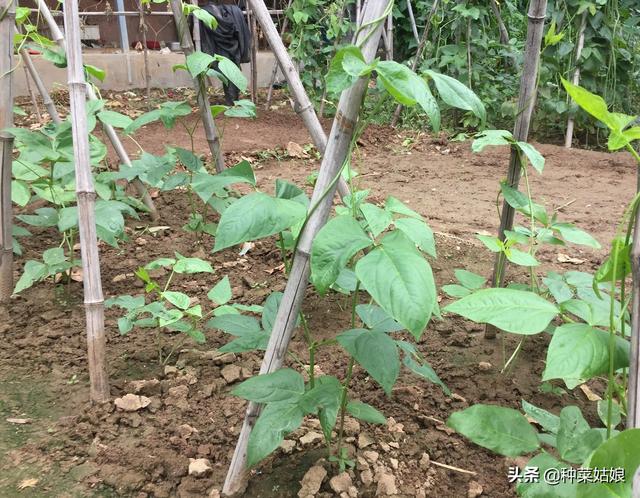 秋茬黄瓜豆角什么时候种，掌握这些栽培技术，黄瓜豆角多得吃不完