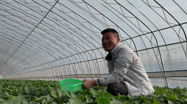 机器人摘草莓，这么高科技！邹城智慧农业让人大开眼界