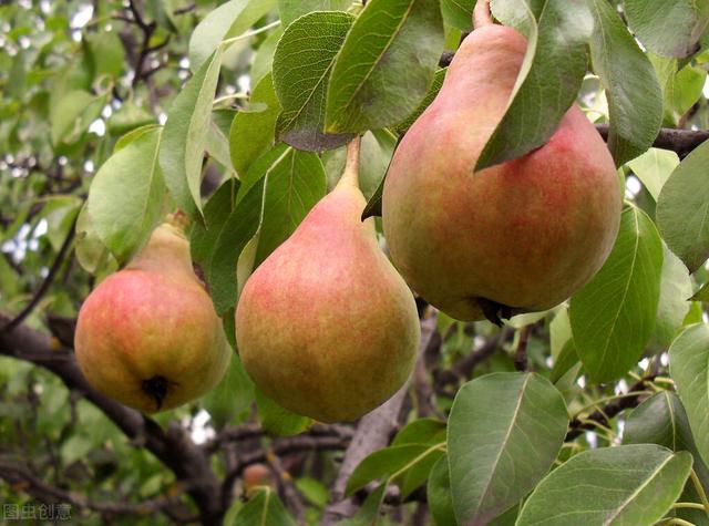软儿梨的栽培要点，以及土肥水管理与病虫害防治，让你高产下不来