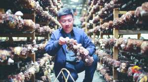 台州羊肚菌种植基地(“新菇农”为800多“岁”庆元香菇注入新活力)