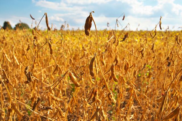 以黄淮区为例，夏大豆配套优质高产栽培技术，种植户值得借鉴