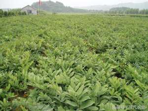 贵州合适种植(农村这些作物，种家少，成本低，很适合贵州种植，明年不愁卖)
