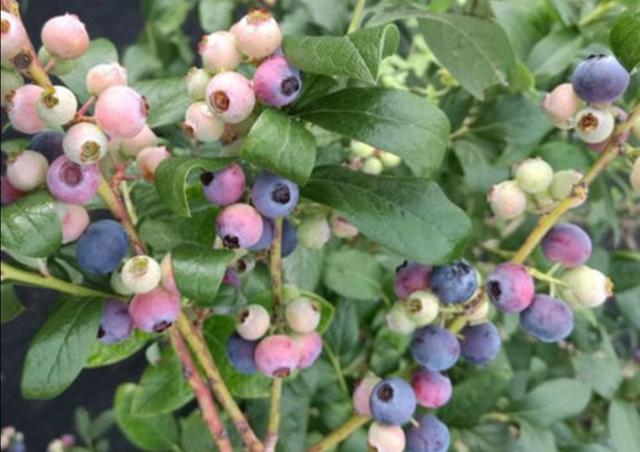 北方院子里，也能地栽蓝莓，做好这些细节，果实挂满枝头