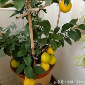 柠檬树的种植技术(盆栽柠檬这样种，枝繁叶茂，果子结的一年比一年多，采摘不断)