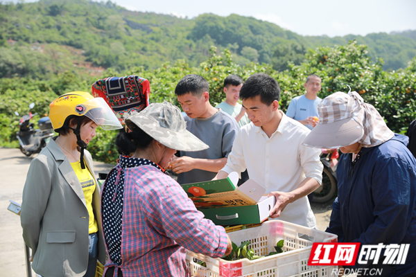 夏橙成熟正当时！江永县举办“数商兴农”夏橙季产销对接活动