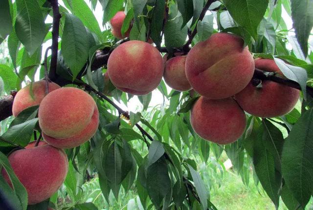 水蜜桃是桃树界人气之星，如何栽培？这分种植方案较为全面